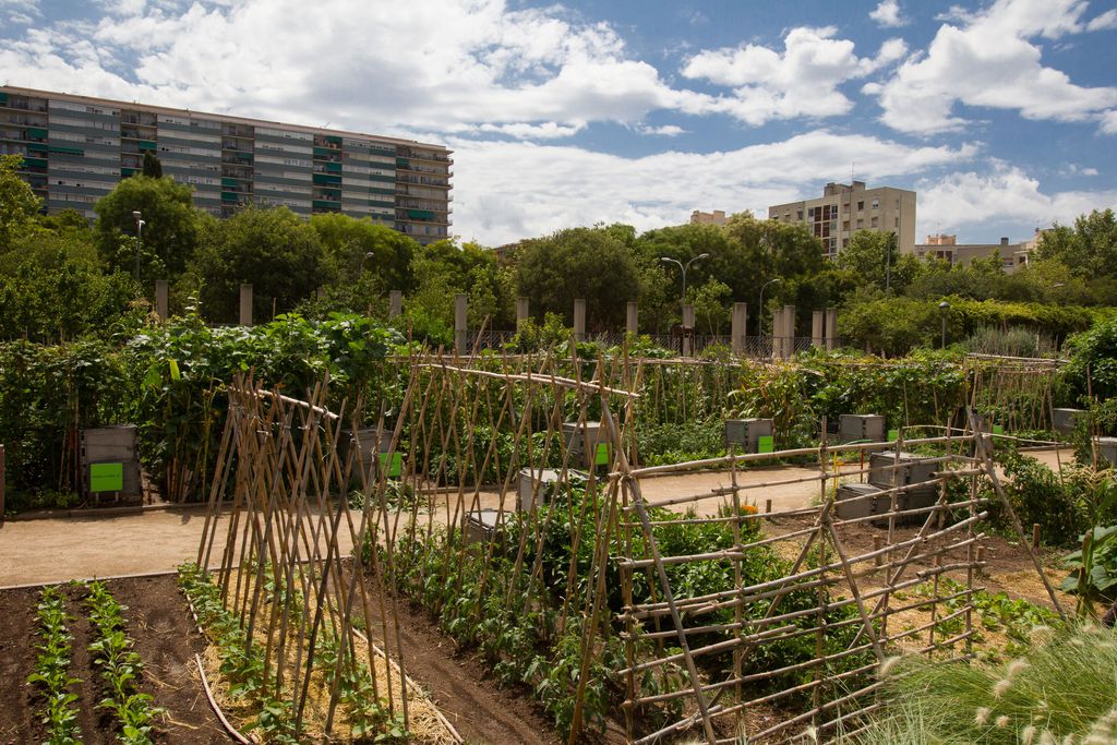 Urban agriculture, agroecology, school and community gardens