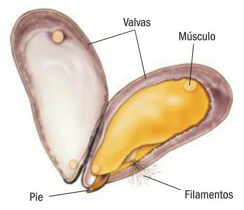 parts del musclo