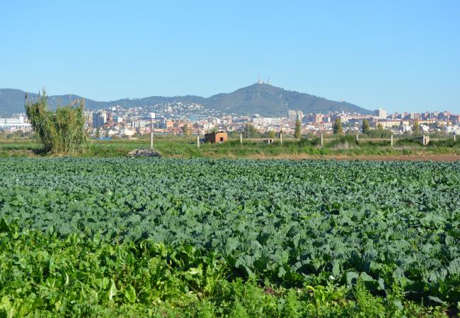 Agricultura i alimentació als espais metropolitans: el Parc Agrari del Baix Llobregat