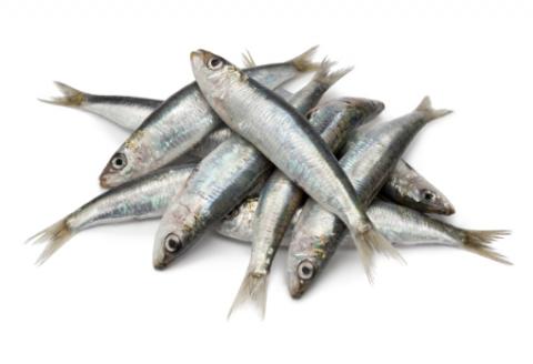 sardina