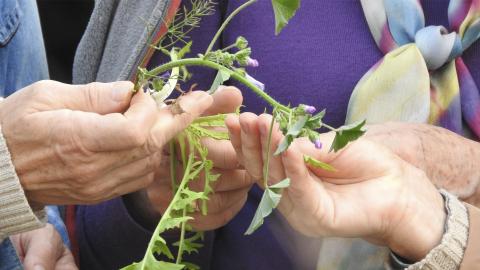 Rutes guiades de plantes comestibles: les Corts