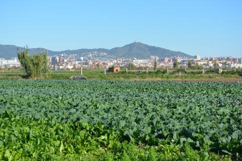 Agricultura i alimentació als espais metropolitans: el Parc Agrari del Baix Llobregat